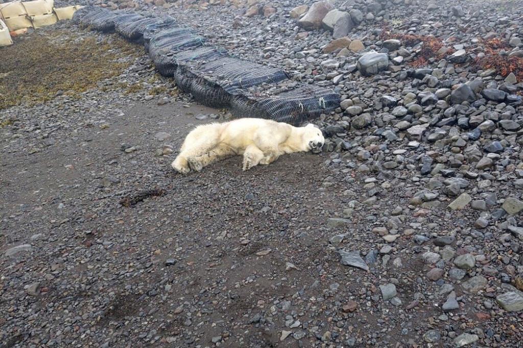 Anciana se asusta y causa que policía mate a oso polar en Islandia