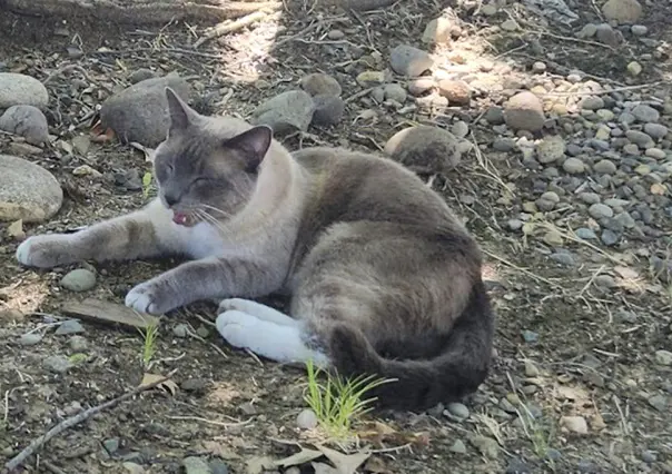 Rayne Beau: el gato que recorrió 1,448 kilómetros para regresar a casa