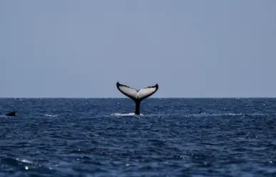 Se unen 30 organizaciones para defender las ballenas del Golfo de California
