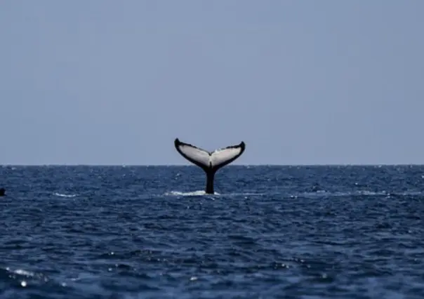 Se unen 30 organizaciones para defender las ballenas del Golfo de California