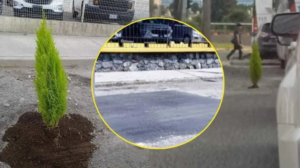 ¡Ya nos exhibiste! Vecinos plantan árbol en bache y amanece reparado al instante