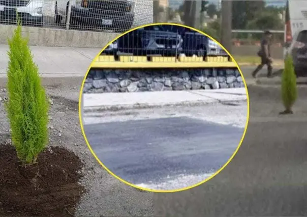 ¡Ya nos exhibiste! Vecinos plantan árbol en bache y amanece reparado al instante