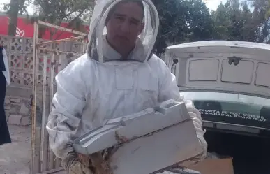 ¡No las dañes! En Gómez Palacio reubican panales de abejas para preservarlas