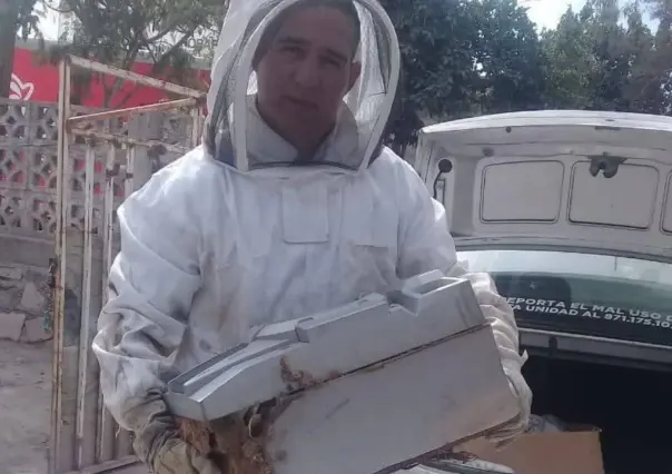 ¡No las dañes! En Gómez Palacio reubican panales de abejas para preservarlas