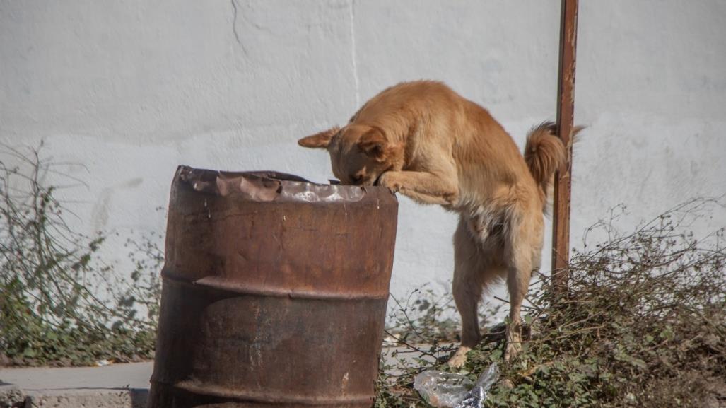 México ocupa el tercer lugar en maltrato animal