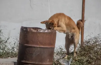 México ocupa el tercer lugar en maltrato animal