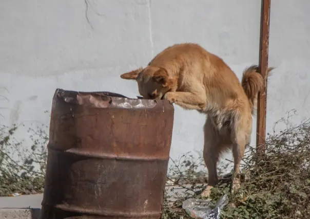 México ocupa el tercer lugar en maltrato animal