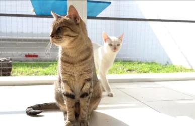 Michigan: refugio de gatos y fauna silvestre en la CDMX