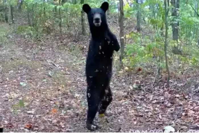 Una cámara trampa captó al oso que sólo tiene dos patas y aprendió a caminar erguido. Foto. USA Today