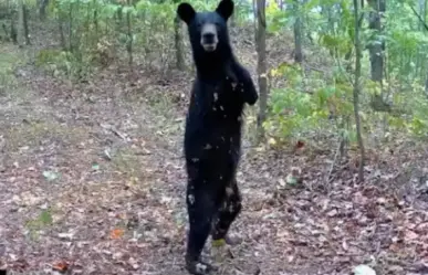 Captan a oso de dos patas en los montes Apalaches (VIDEO)