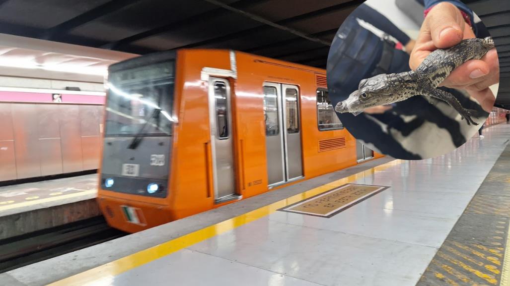 ¡Como de película! Rescatan a cocodrilo bebé en el Metro CDMX