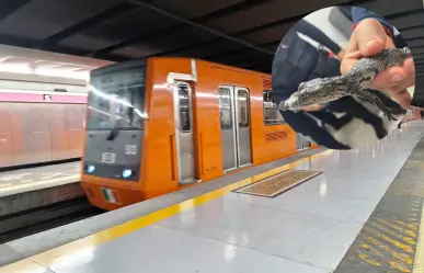 ¡Como de película! Rescatan a cocodrilo bebé en el Metro CDMX