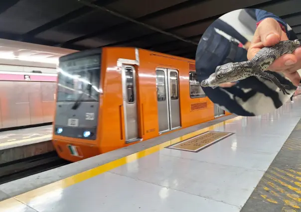 ¡Como de película! Rescatan a cocodrilo bebé en el Metro CDMX