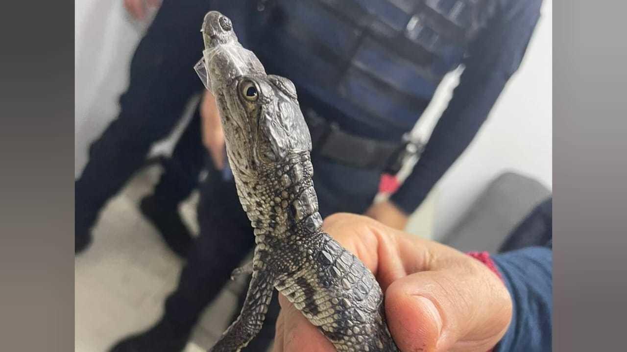 ¡Cocodrilo toma el Metro! Rescatan a pequeño reptil en la CDMX. Foto: Metrocdmx