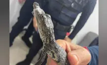 ¡Cocodrilo toma el Metro! Rescatan a pequeño reptil en la CDMX