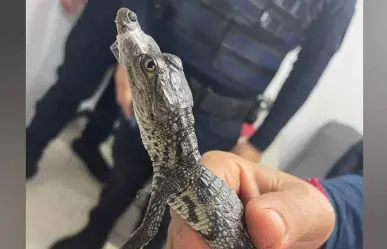 ¡Cocodrilo toma el Metro! Rescatan a pequeño reptil en la CDMX