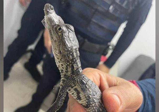 ¡Cocodrilo toma el Metro! Rescatan a pequeño reptil en la CDMX