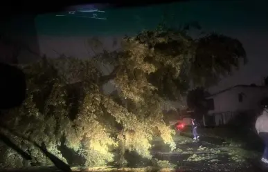 Fuertes lluvias en Toluca causan caída de árbol y cortes de luz