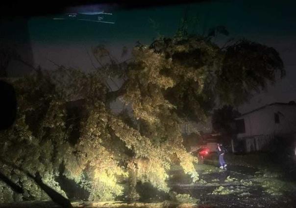 Fuertes lluvias en Toluca causan caída de árbol y cortes de luz