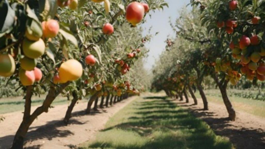 Encalado de árboles frutales: una técnica con grandes beneficios