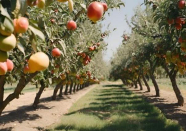 Encalado de árboles frutales: una técnica con grandes beneficios