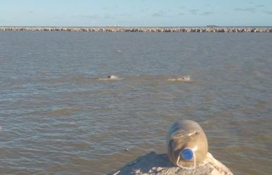 Arriesgan su vida nadando sobre aguas del Río Panuco