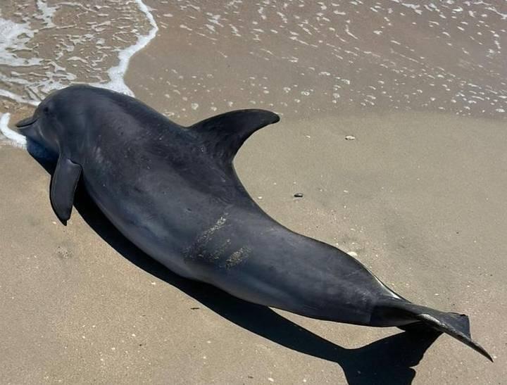 Localizan delfín Nariz de botella muerto en Playa Miramar