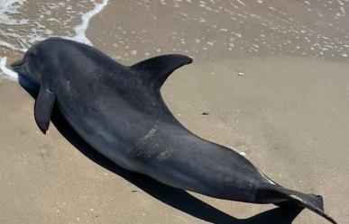 Localizan delfín Nariz de botella muerto en Playa Miramar