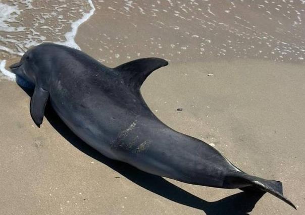 Localizan delfín Nariz de botella muerto en Playa Miramar