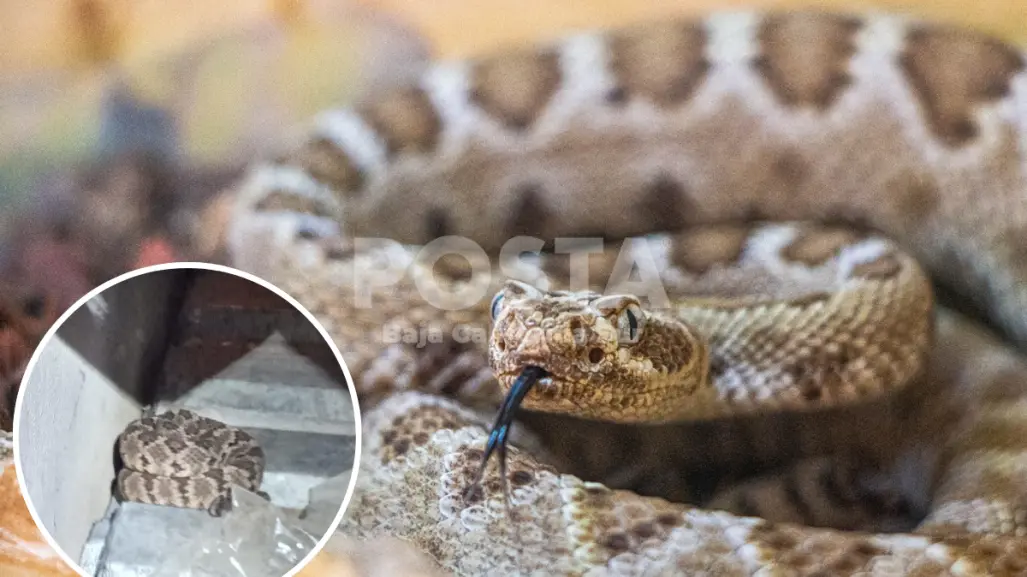 Encuentran serpiente cascabel en un domicilio de Cabo San Lucas