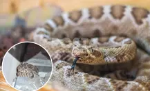 Encuentran serpiente cascabel en un domicilio de Cabo San Lucas