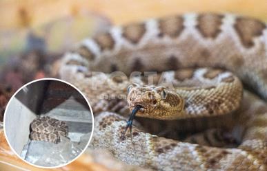 Encuentran serpiente cascabel en un domicilio de Cabo San Lucas