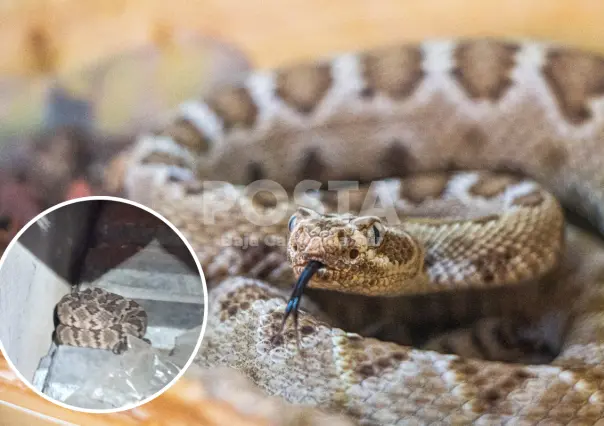 Encuentran serpiente cascabel en un domicilio de Cabo San Lucas