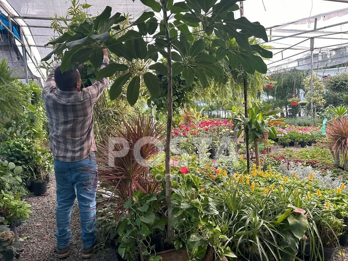 Plantas inician su proceso de reposo invernal.