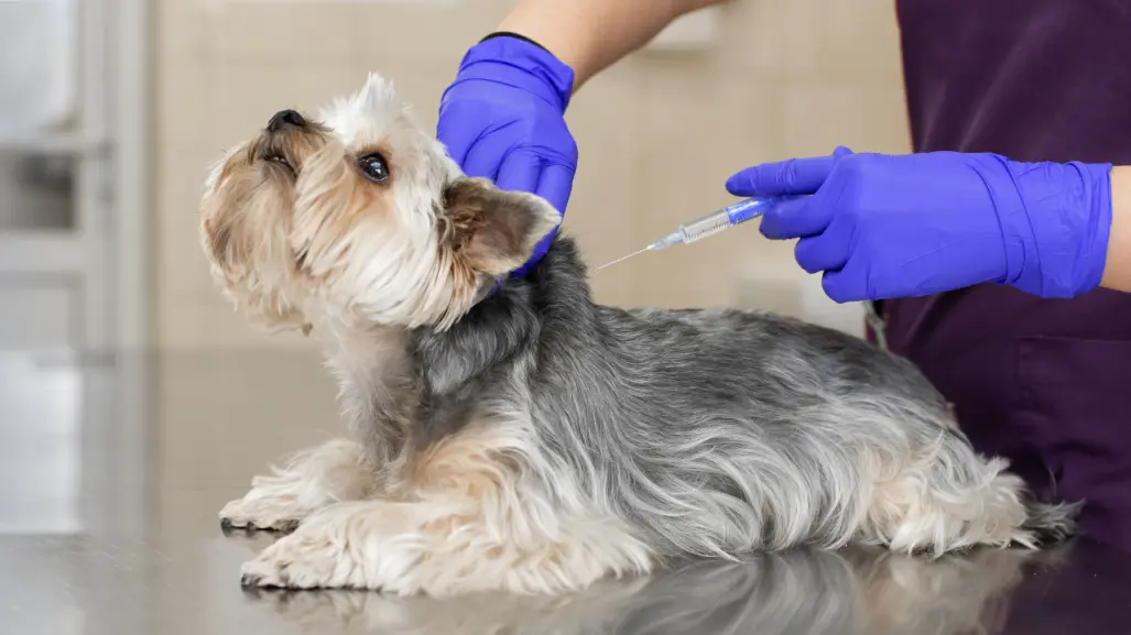 Campaña de Vacunación en Piedras Negras: ¡Cuida la salud de tu mascota!