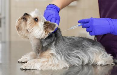 Campaña de Vacunación en Piedras Negras: ¡Cuida la salud de tu mascota!