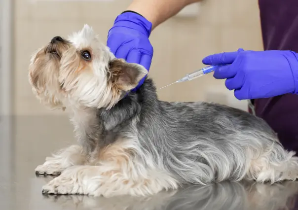 Campaña de Vacunación en Piedras Negras: ¡Cuida la salud de tu mascota!