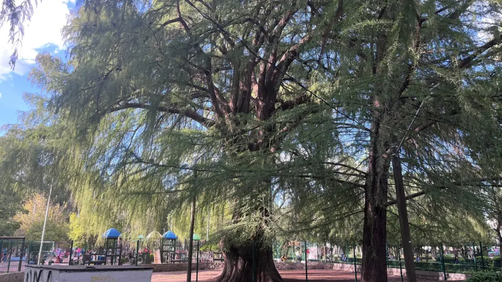 ¿Cuál árbol de Durango es el más viejo?