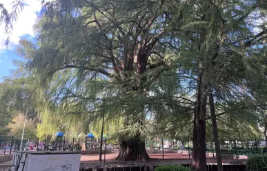 ¿Cuál árbol de Durango es el más viejo?