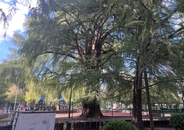 ¿Cuál árbol de Durango es el más viejo?