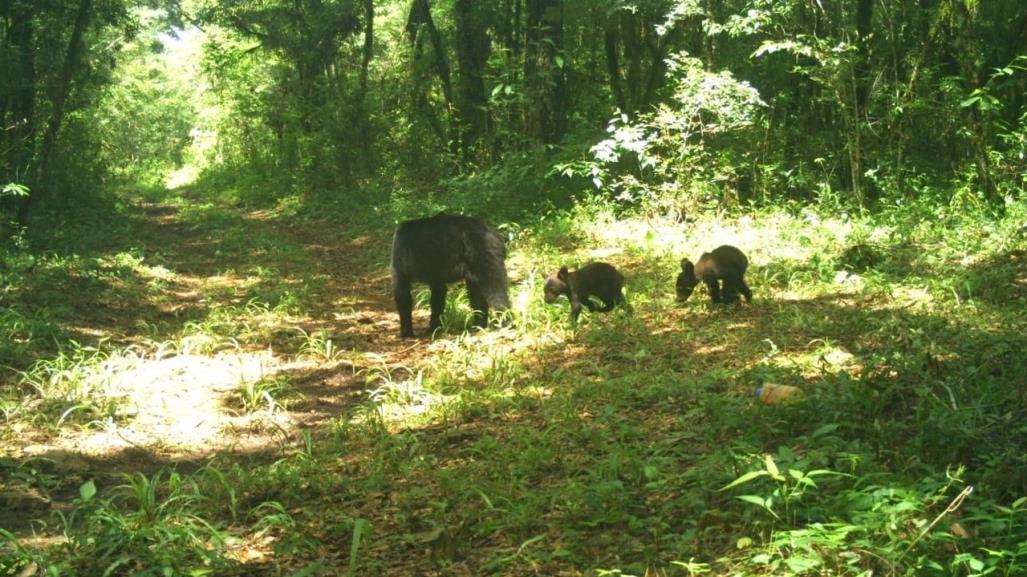 Avistan los primeros osos negros en la Reserva de La Biósfera El Cielo