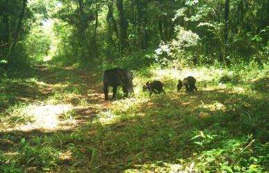 Avistan los primeros osos negros en la Reserva de La Biósfera El Cielo