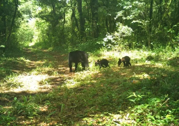 Avistan los primeros osos negros en la Reserva de La Biósfera El Cielo