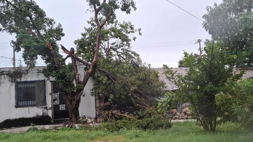 Huracán Helene impacta Mérida: árbol cae y daña vivienda en Miguel Hidalgo