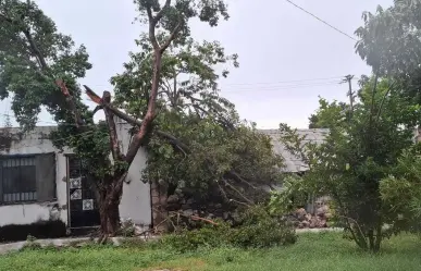 Huracán Helene impacta Mérida: árbol cae y daña vivienda en Miguel Hidalgo