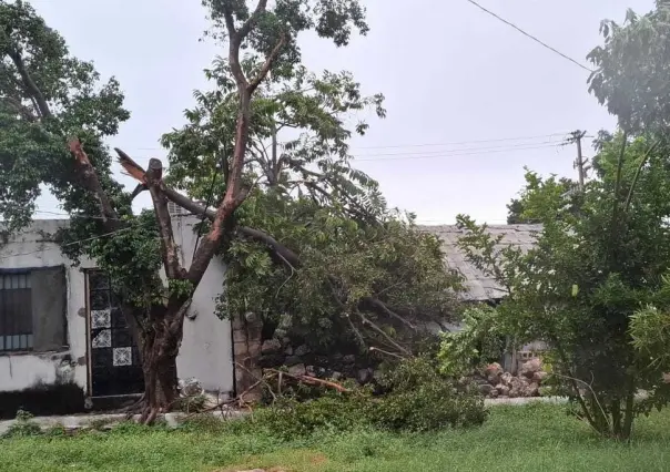 Huracán Helene impacta Mérida: árbol cae y daña vivienda en Miguel Hidalgo