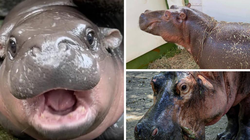 ¿Moo Deng te parece adorable? Conoce a los hipopótamos del Zoológico de Tamatán