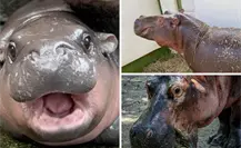 ¿Moo Deng te parece adorable? Conoce a los hipopótamos del Zoológico de Tamatán