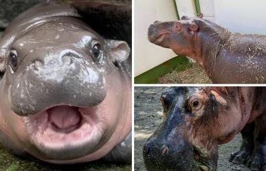 ¿Moo Deng te parece adorable? Conoce a los hipopótamos del Zoológico de Tamatán