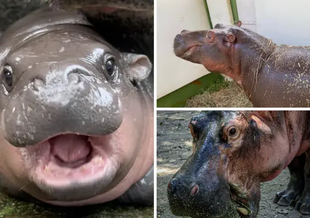 ¿Moo Deng te parece adorable? Conoce a los hipopótamos del Zoológico de Tamatán